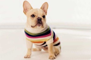 Fido would look fab in the Legacy Stripe dog sweater from Coach.